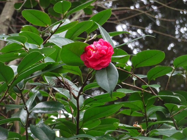 椿　紅八重　花 (1)