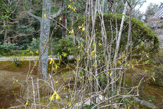 レンギョウ　花 (1)