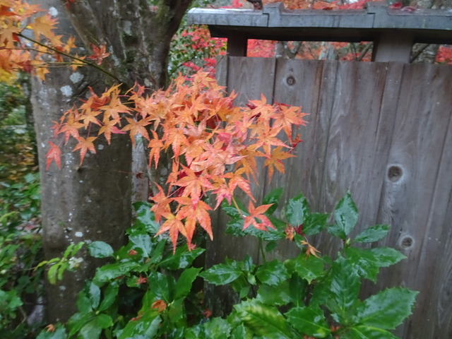 落葉　雨　庭参道 (4)