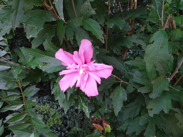 木槿（ムクゲ）　花 (3)