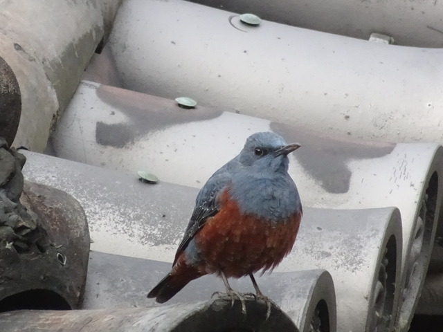 イソヒヨドリ (3)