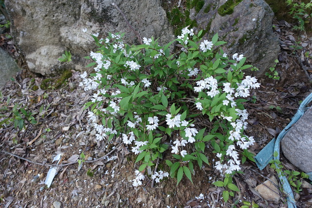 ヒメウツギ　白　花　低木　日本庭園 (1)