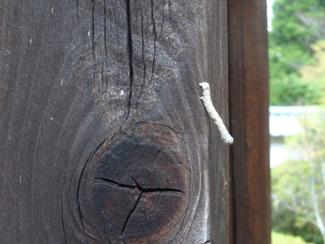 尺取り虫　擬態　中門 (2)