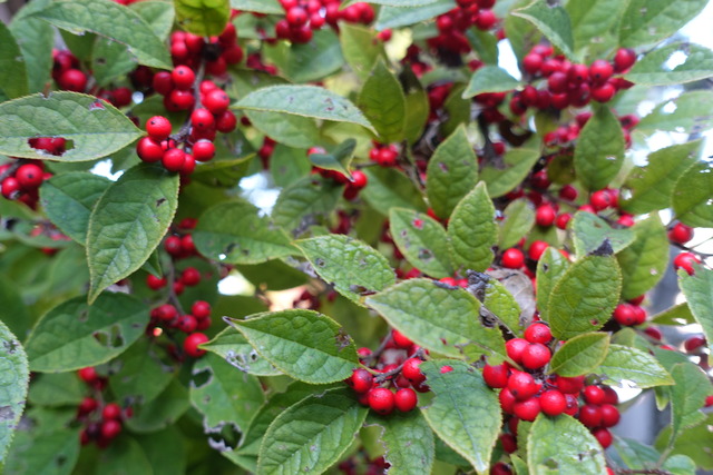 梅擬　赤実　落ちた実 (5)