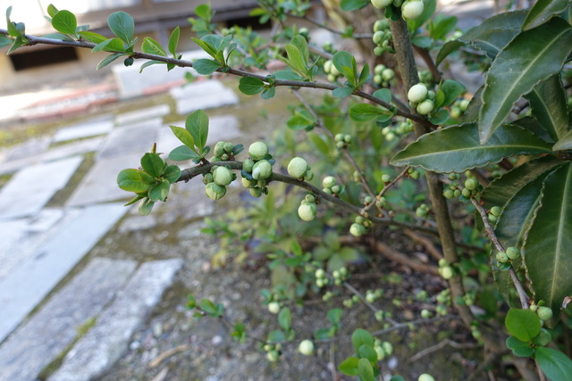 ボケ　白　椿 膨らみ(2)