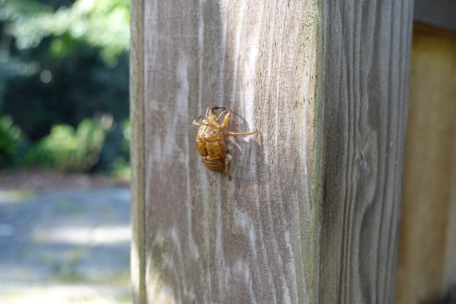 蝉の殻　１０月 (7)
