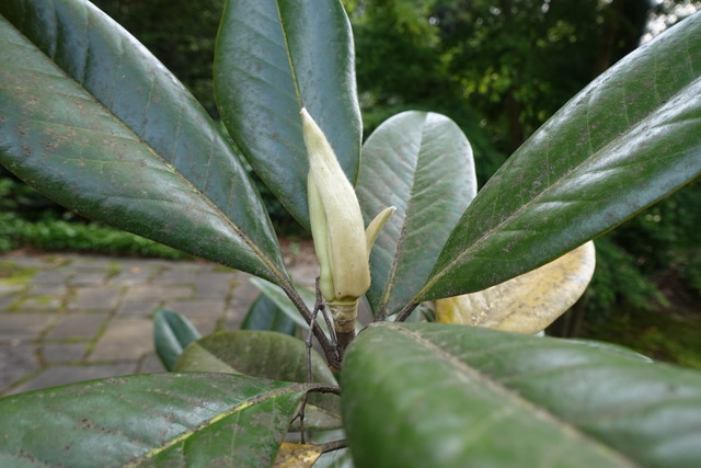 タイサンボク　蕾　落ち葉 (4)