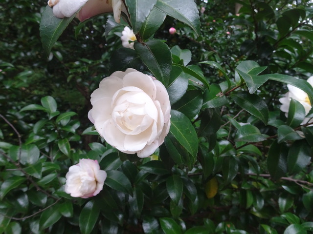 山茶花　秋に花　2511 (5)