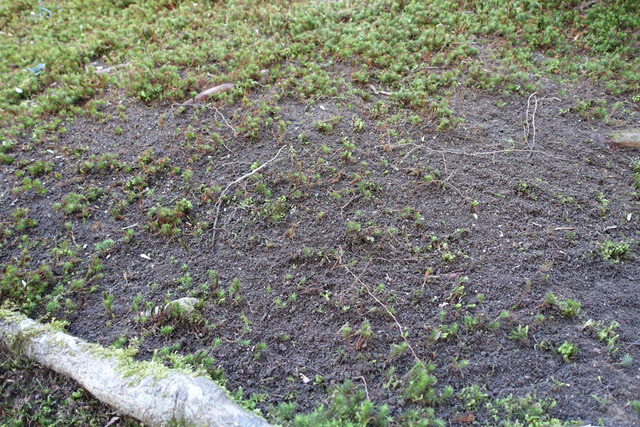木の根の成長　苔掃除の後 (3)