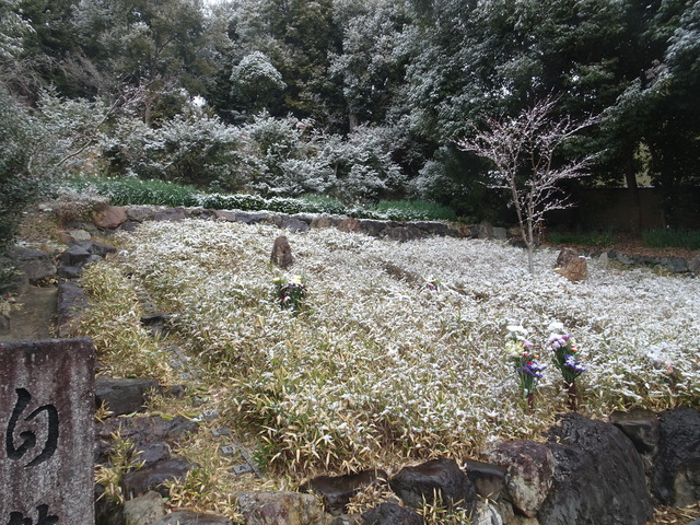 雪　自然苑　2601 (4)