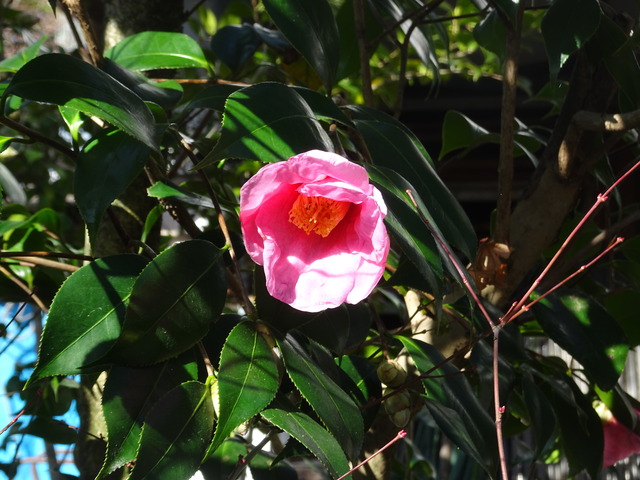 椿　ピンク　花　漆小屋１　 (1)