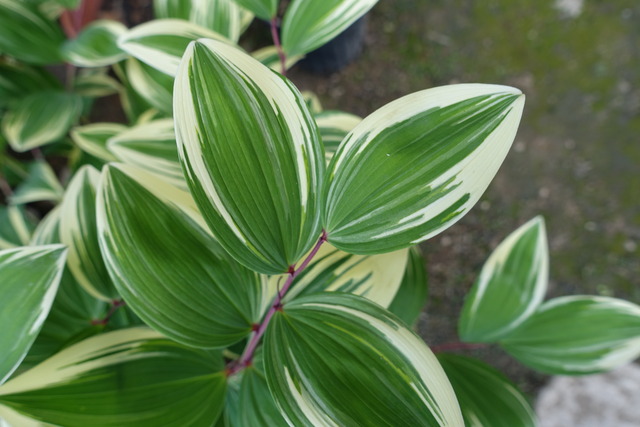 斑入り　アマドコロ　鉢　中門自成同じ (3)