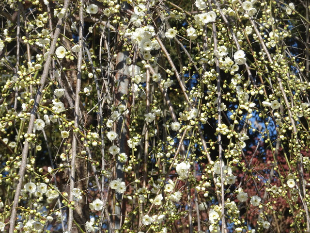 垂れ梅　白　日本庭園 (3)