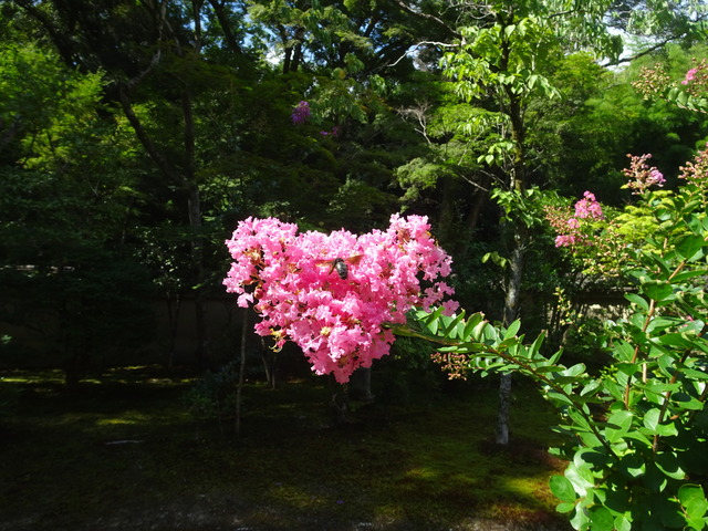 百日紅　花ピンク　庭 (4)