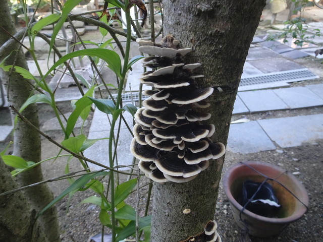 枯れた金木犀のキノコ　裏庭 (1)