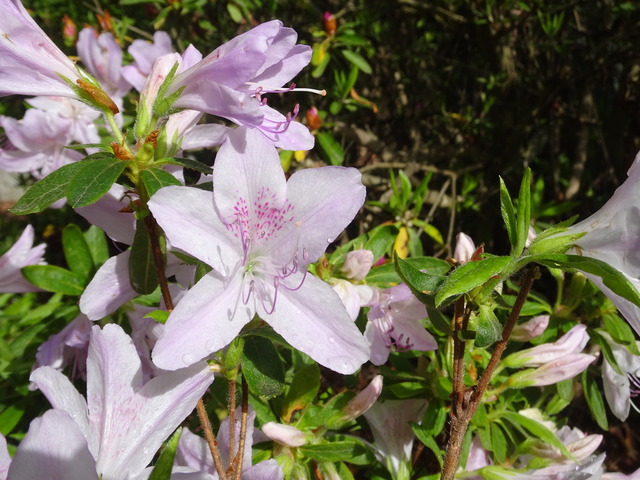 ツツジ　白　日本庭園 (4)