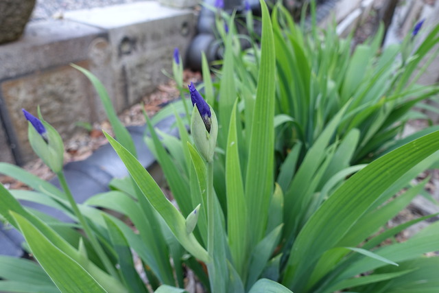 イチハツ　紫　亀北 (10)