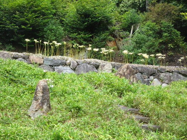 彼岸花　花　満開 (2)