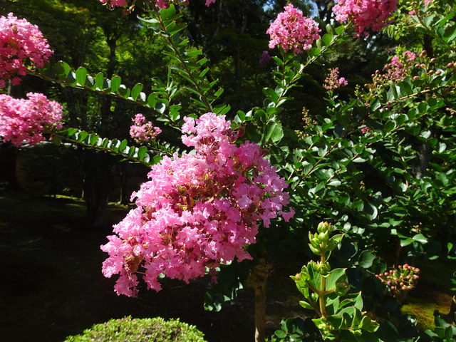 百日紅　花ピンク　庭 (3)