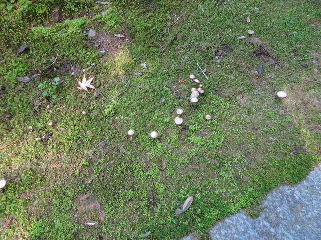 キノコ　苔の上　池排水橋横 (1)