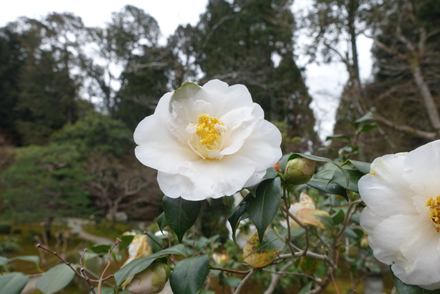 椿　白　八重　庭　花 (3)