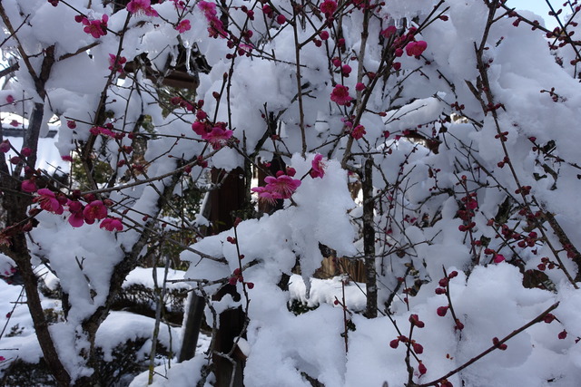 紅梅　雪 (2)
