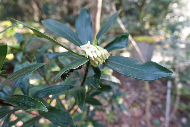 沈丁花　白　開花一輪 (1)