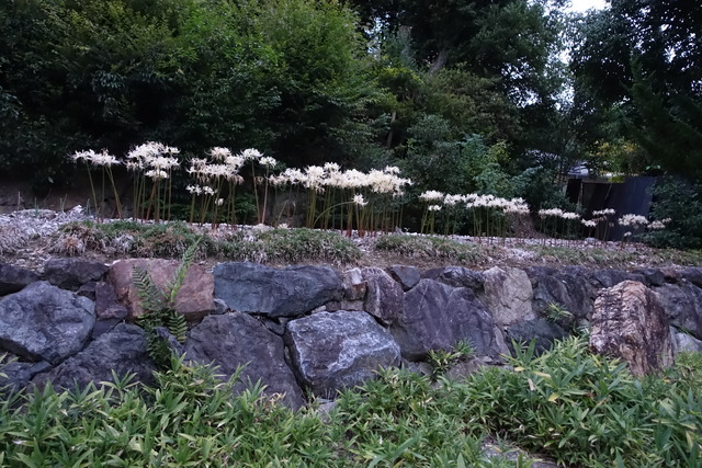自然苑　白彼岸花 (2)