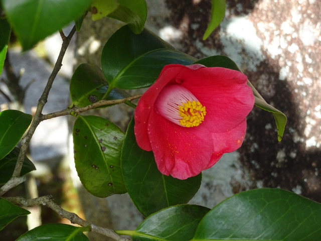 山椿　花　拡大 (1)