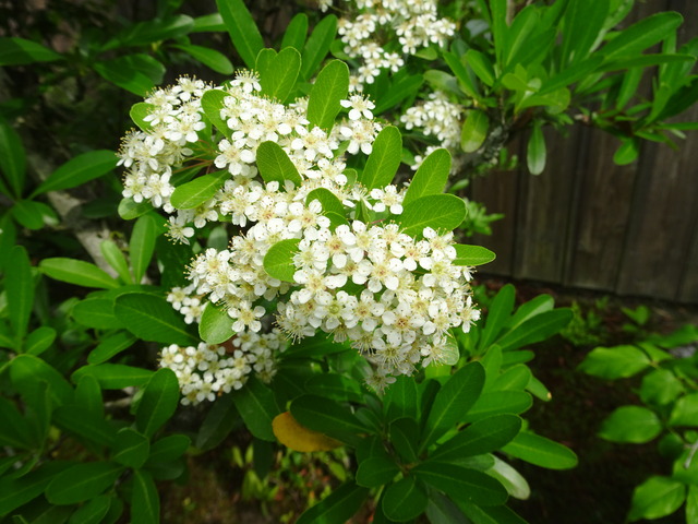 ピラカンサ　花　白 (5)