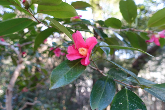 椿　紅　小花　黒門 (2)