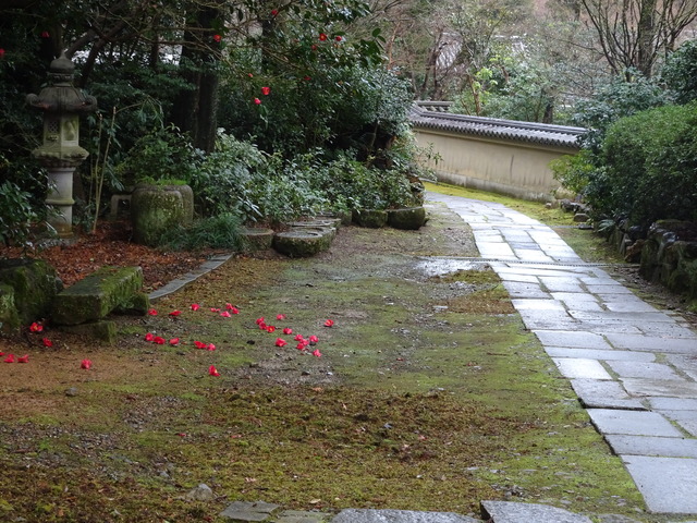 道　山椿紅　散り (2)