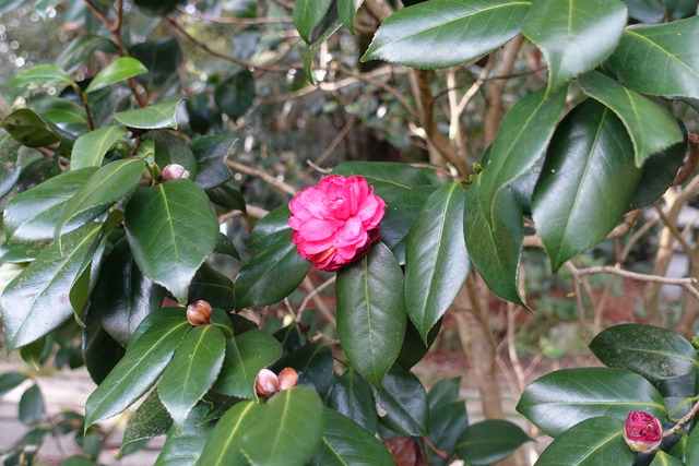 椿　紅　花一輪　黒門