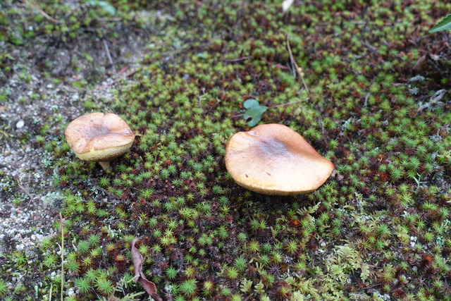 秋のキノコ庭松の下 (3)