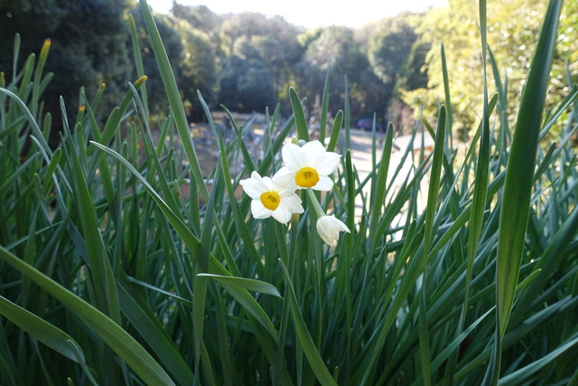 水仙　咲き始め　2301 (5)