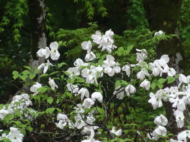 花水木　白　花　庭 (5)