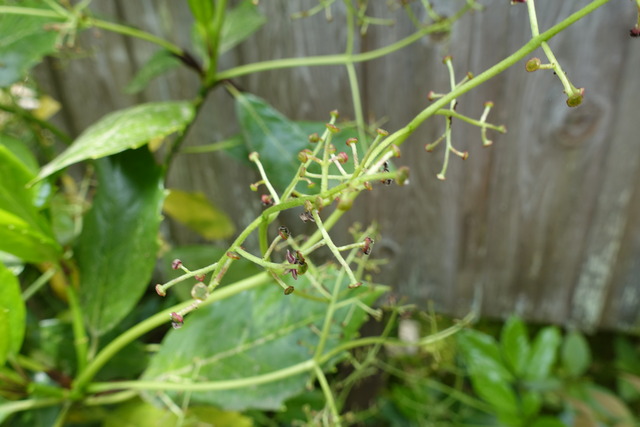 青木　花 (3)