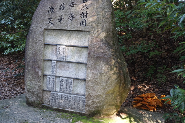 キノコ　自然樹園　241110 (7)