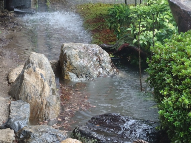 大雨　庭 (5)