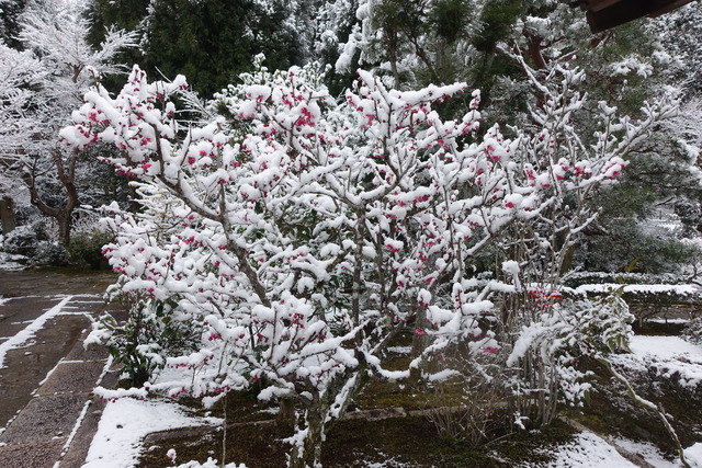 雪　紅梅2601 (1)