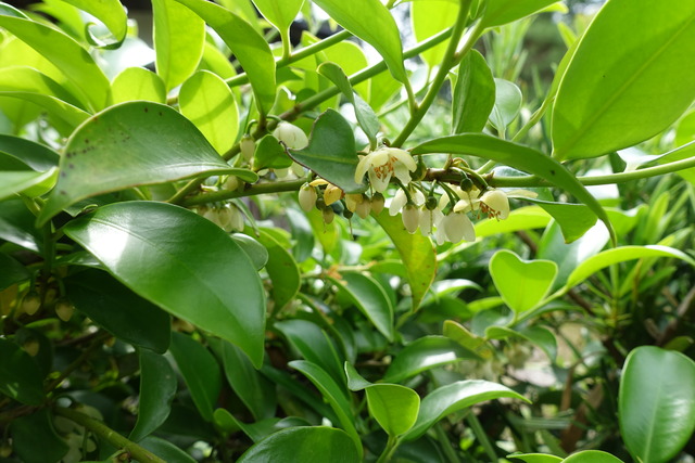 雑木　花　生け垣玄関 (3)