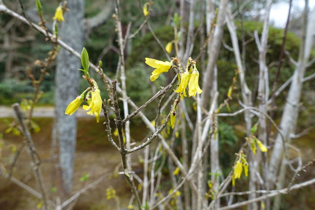 レンギョウ　花 (3)
