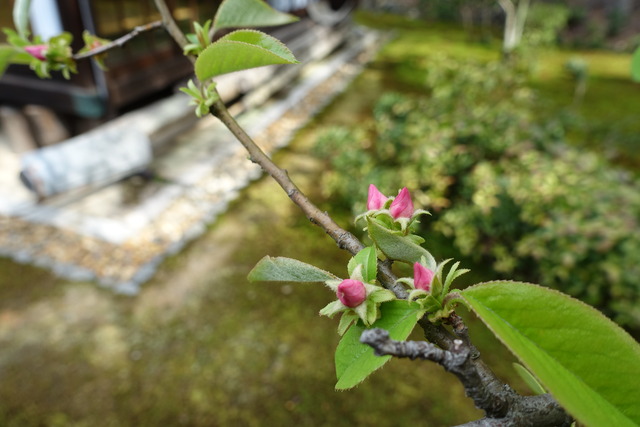 花梨　花　蕾　春 (2)
