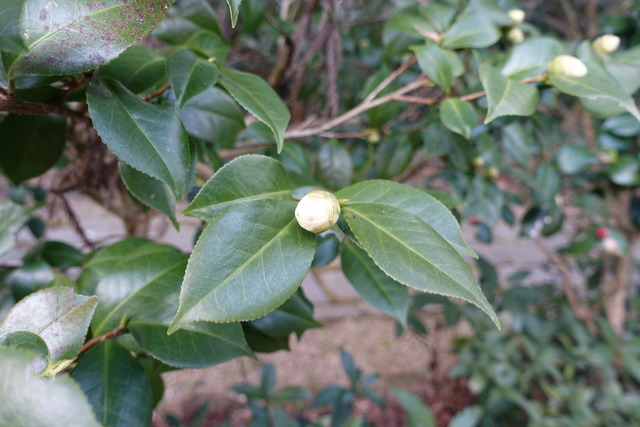 椿　白蕾　黒門 (2)