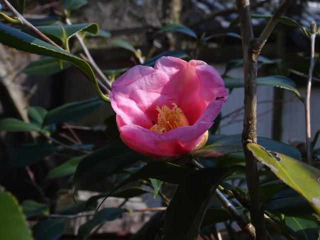 椿　ピンク　裏庭花　 (2)