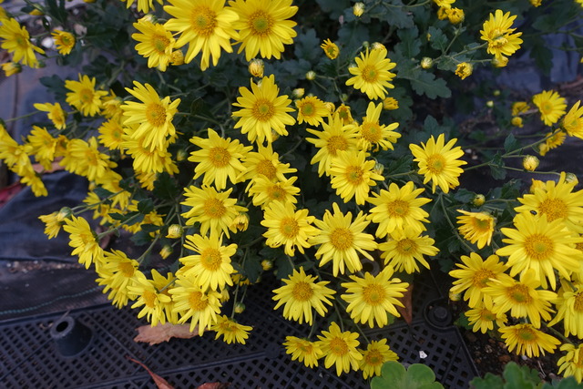 小菊　黄・蕾も黄 (2)