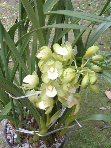 シンビジューム　花　鉢 (3)