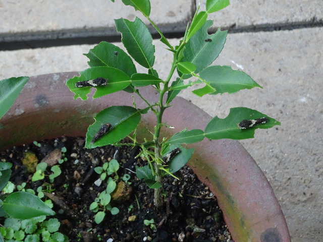 アゲハ　幼虫　蜜柑　葉っぱあり