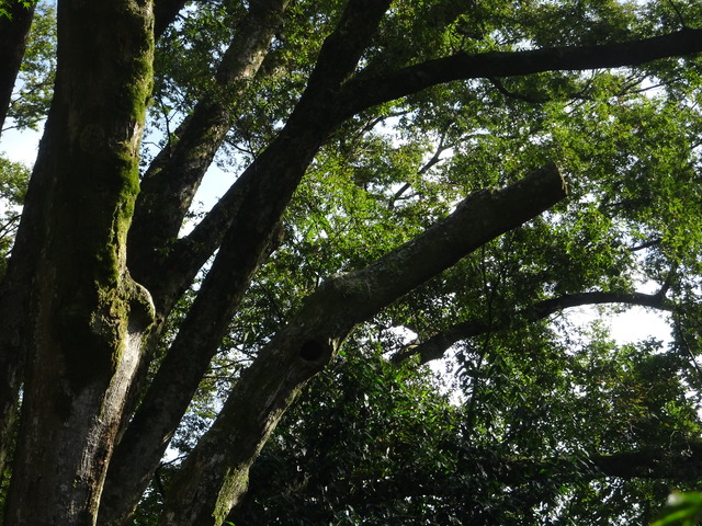 紅葉洞　ムササビ (2)