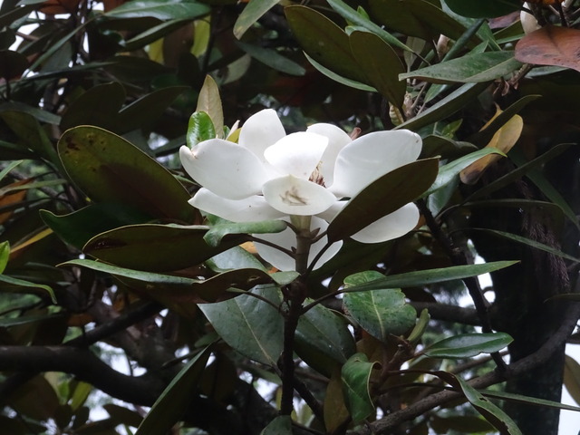 タイサンボク　花・蕾　白 (1)